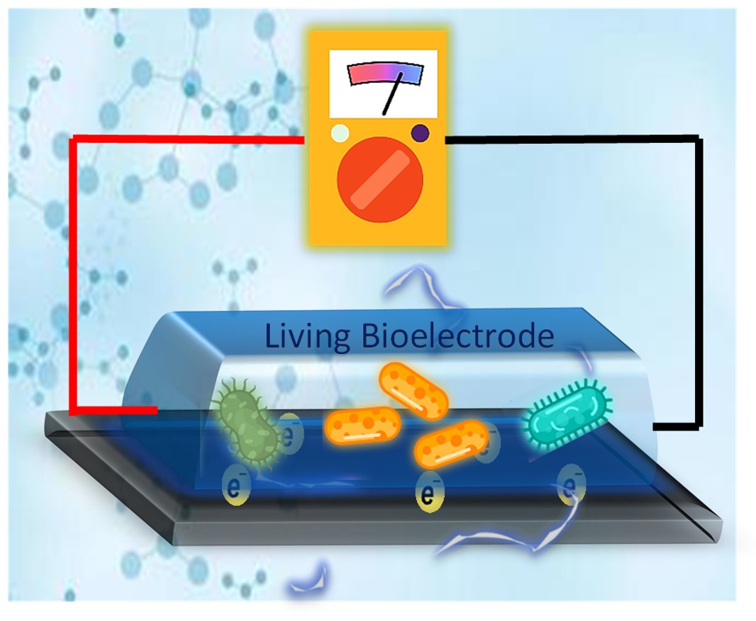 Graphic for engineered living electrode research